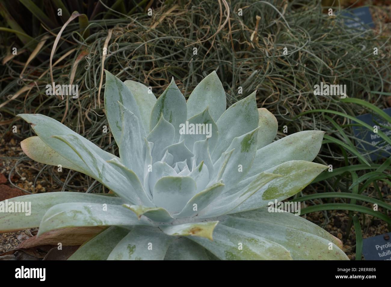 Die Sukkulenten Pflanzen, die als San Quintín LiveForever bekannt sind und auf lateinisch Dudleya anthonyi genannt werden, sind in einer einzigen Region Kaliforniens endemisch. Stockfoto