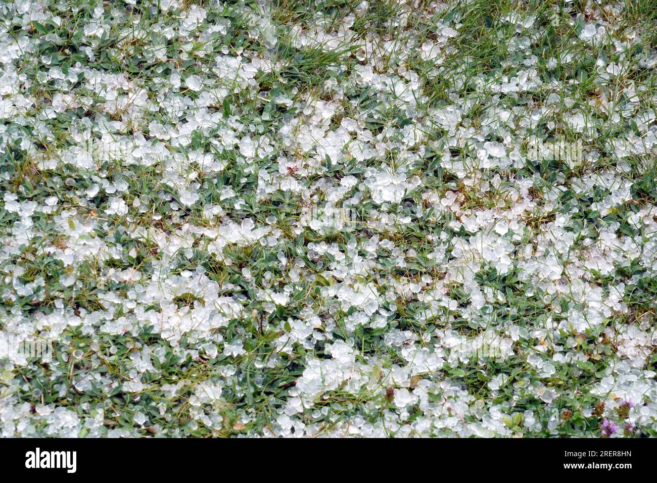 Hagelsteine, die sich infolge eines schweren Sommerhagelsturms auf einem Rasen ausbreiten. Stockfoto
