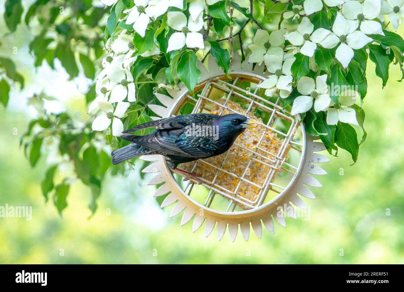 Ein gewöhnlicher Starling, auch als europäischer Starling bezeichnet, isst gerne Suet in einem Hinterhof in Michigan, USA Stockfoto