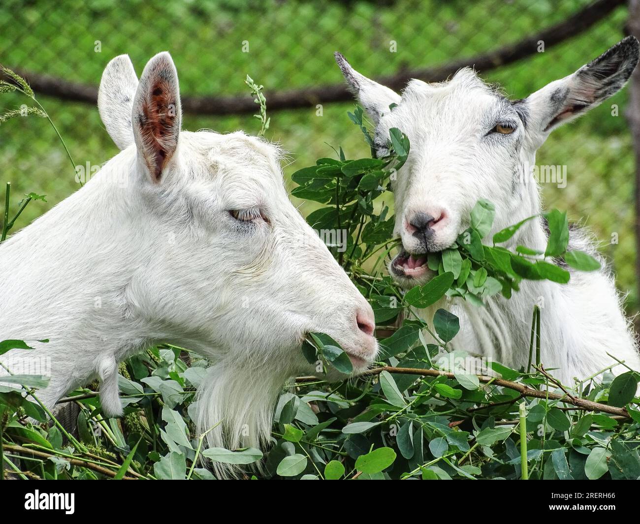 Zwei weiße Ziegen essen Stockfoto
