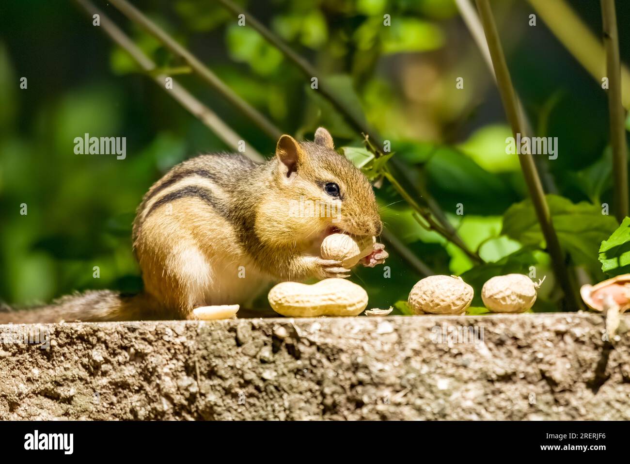 Ein Streifenhörnchen stopft sich die Wangen mit Erdnüssen. Stockfoto