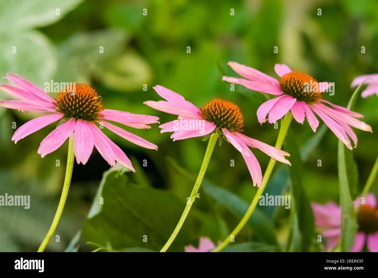 Lila Koneflowers an einem Sommertag. Stockfoto