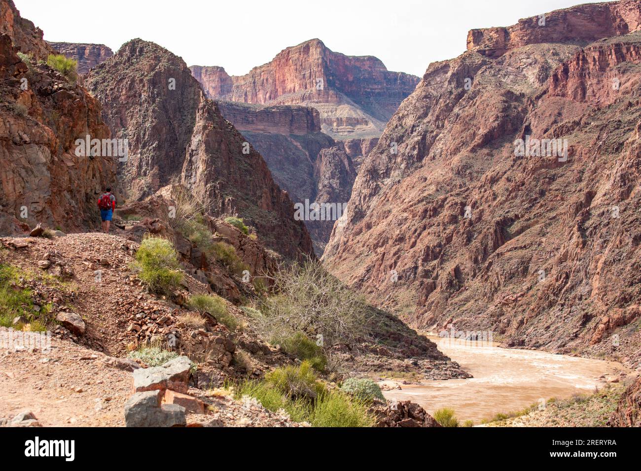 Ein einsamer Wanderer auf einem Wanderweg mit Blick auf den Colorado River im Grand Canyon. Stockfoto