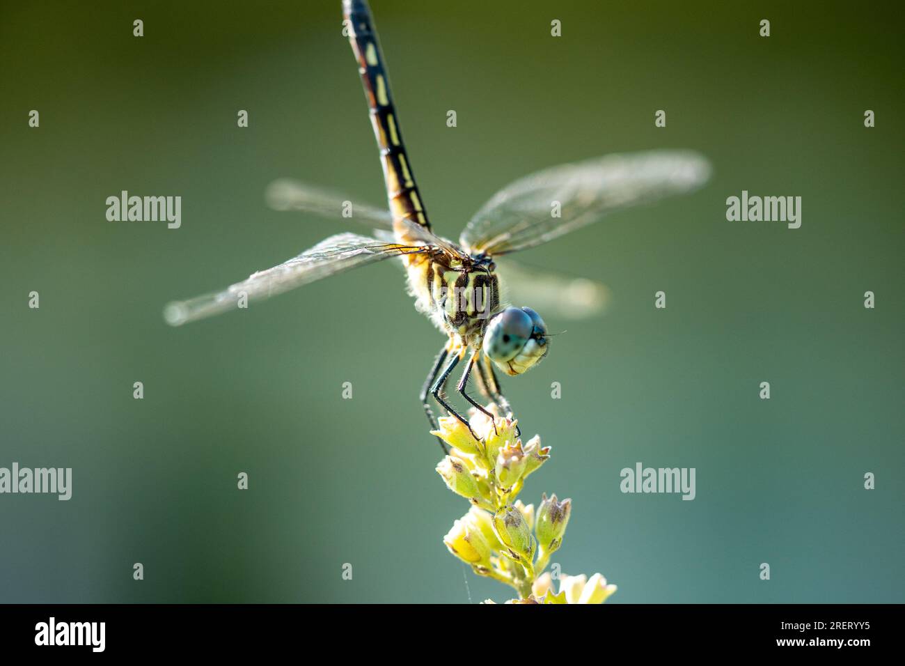 Drachenfliegen, die auf einer Pflanze sitzen Stockfoto