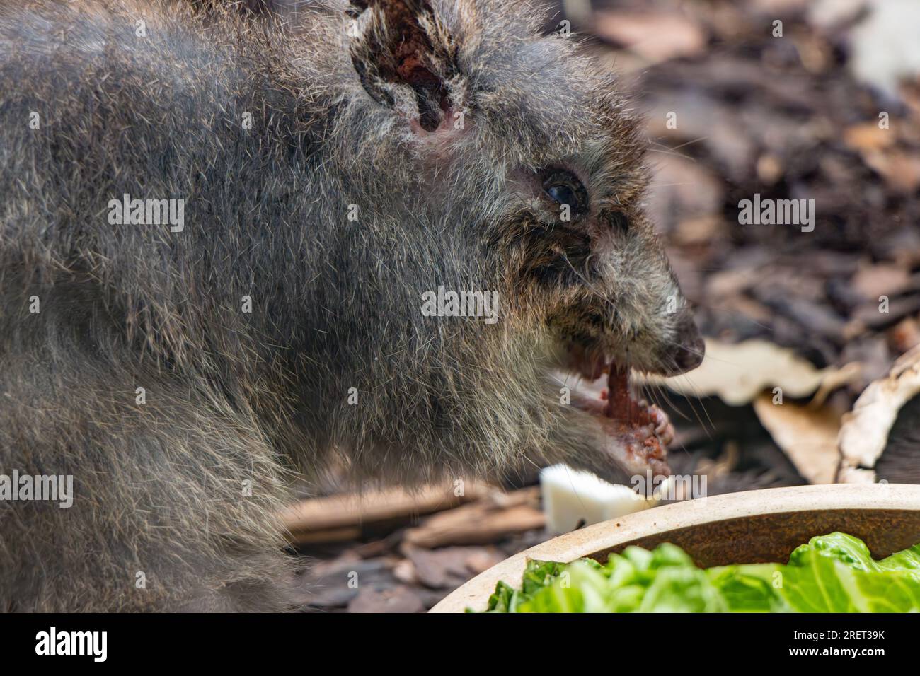 Ein Longnasiger Potoroo - Potoröser Tridaktylus, füttert sich Stockfoto