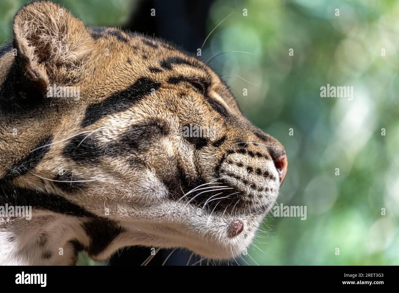 Ein wolkiger Leopard, Neofelis nebulosa Stockfoto