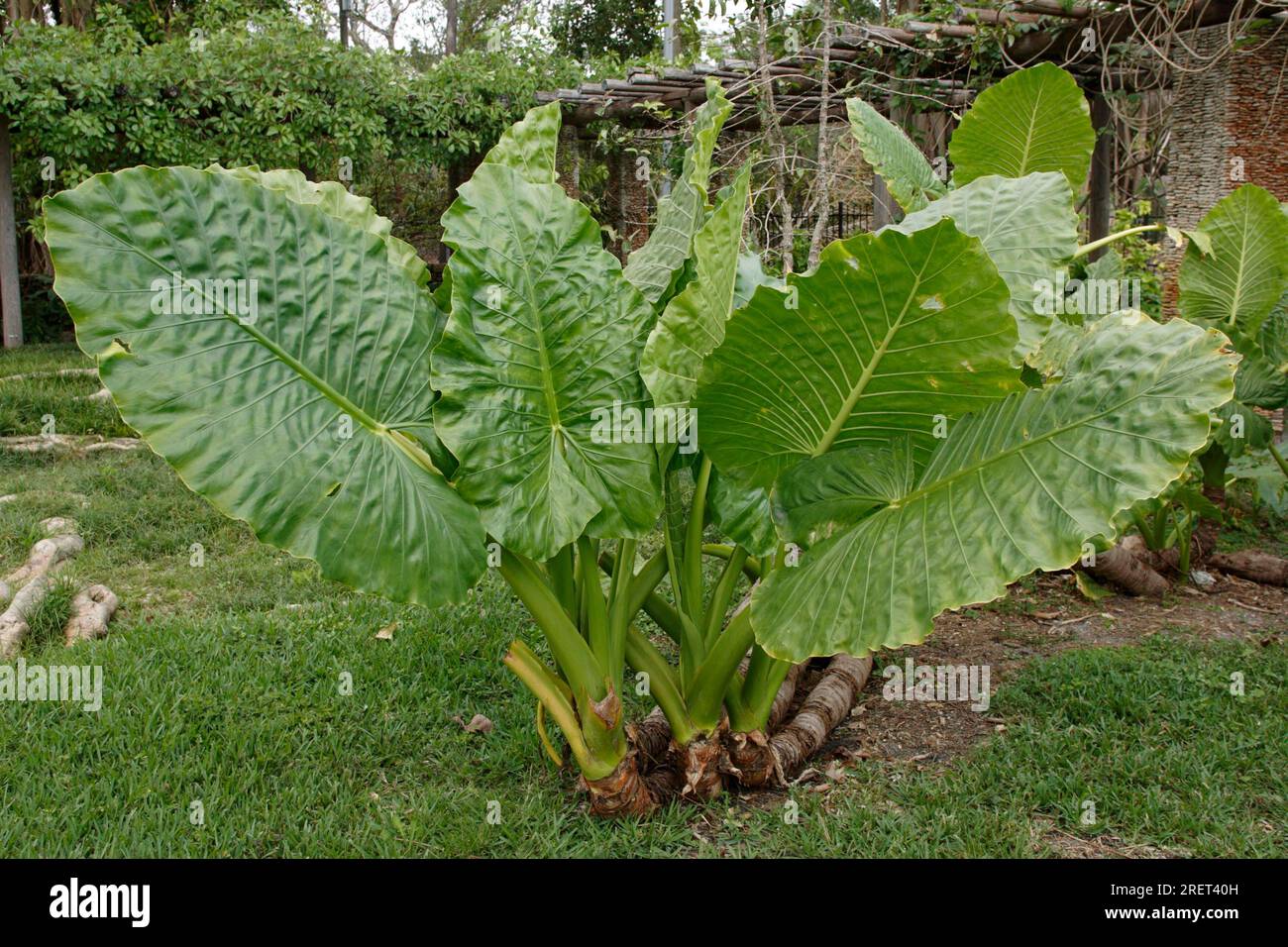 Elefantenohr Elefantenohr Taro (Alocasia) spp Laubvorkommen: Asien-Asien-Afrika-Afrika Stockfoto