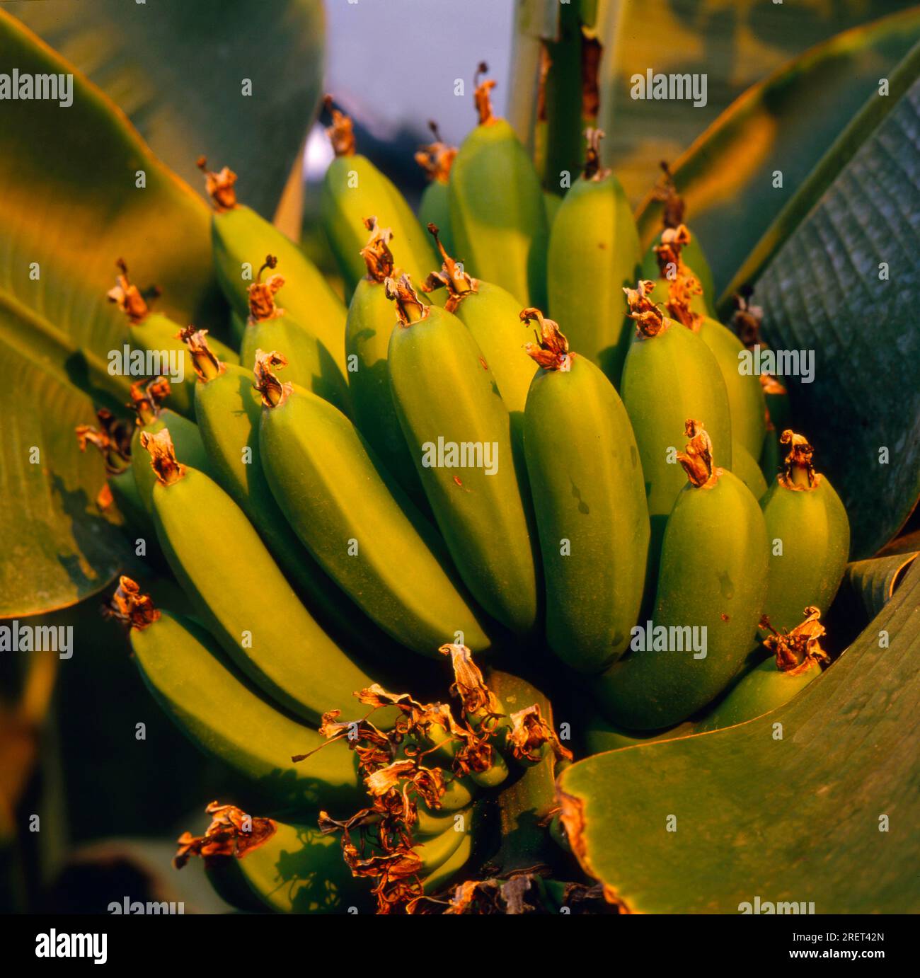 Bananenbaum (Musa acuminata), Obstbündel Stockfoto