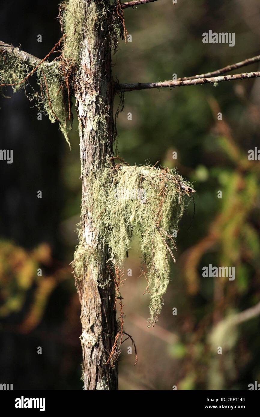 Baumlichen Old man's Bart Bärtige Iris (Barbata) auf dem Baum Corkscrew Sanctuary Florida USA Stockfoto