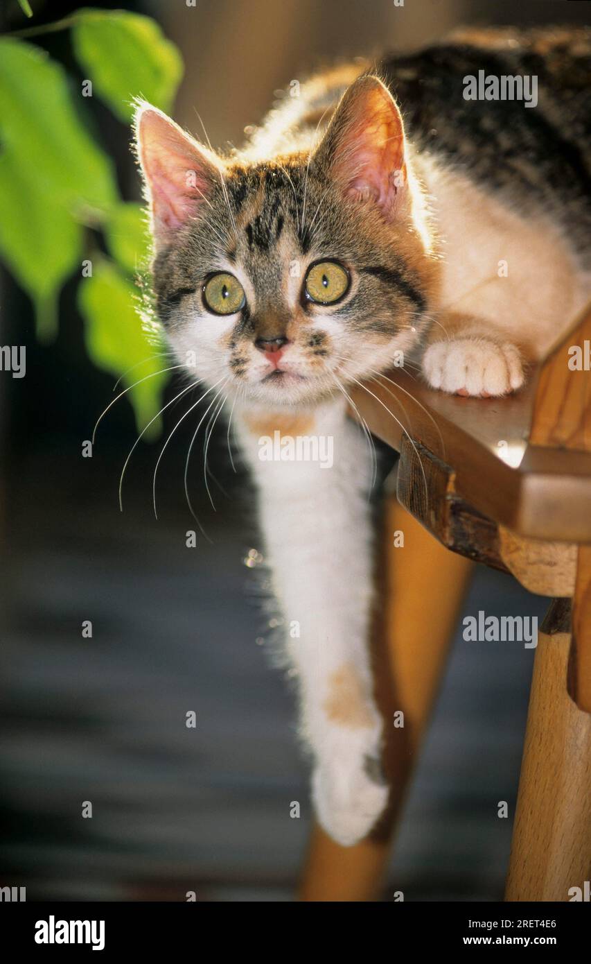 Katze, Angora Mix, 4 Mon. Alt Stockfoto