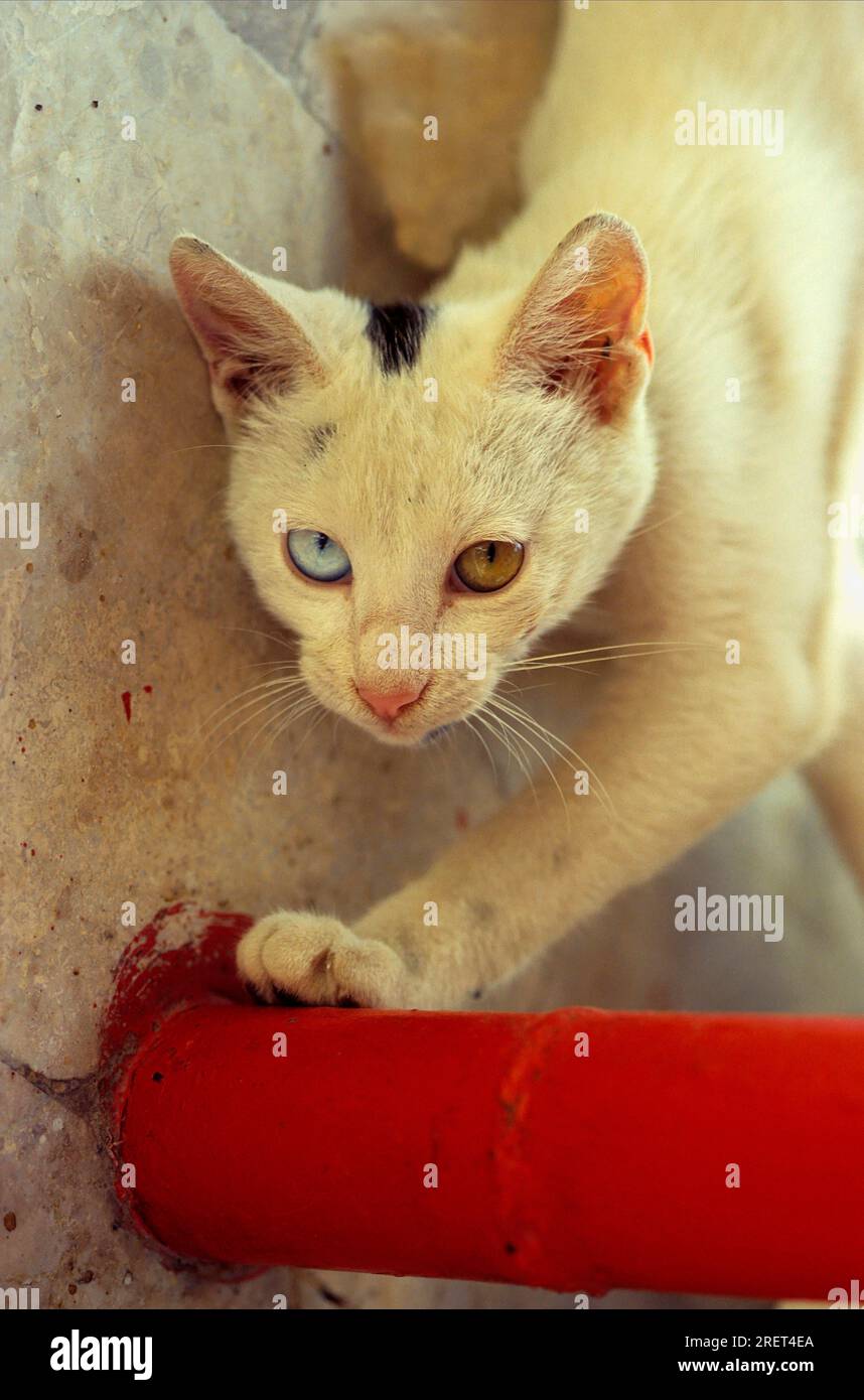 Weiße Hauskatze mit unterschiedlichen Augenfarben Stockfoto