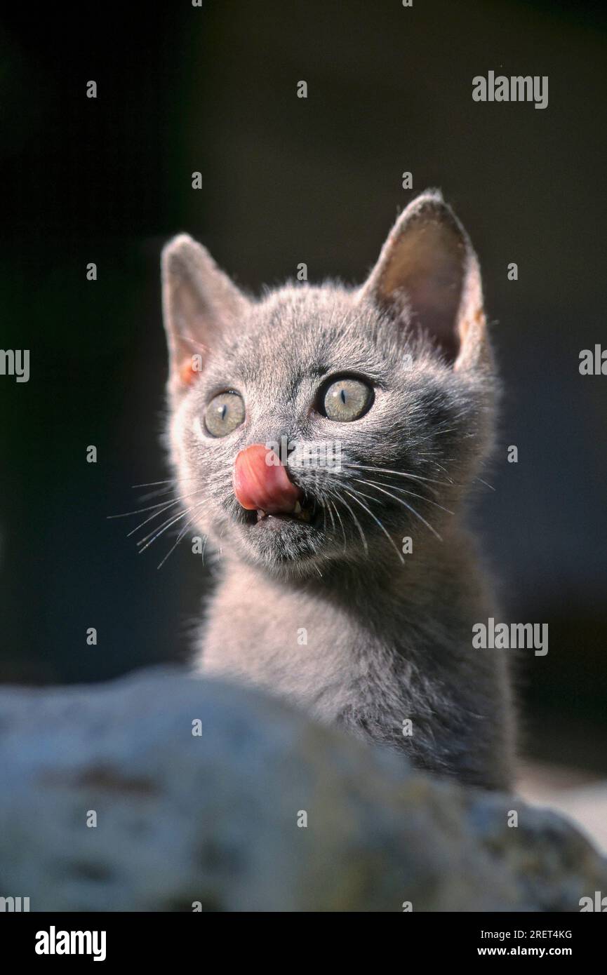 Junge Hauskatze, Siamesisch-Carthouse-Mix, 10 Wochen alt, Zunge raus, lecken Stockfoto