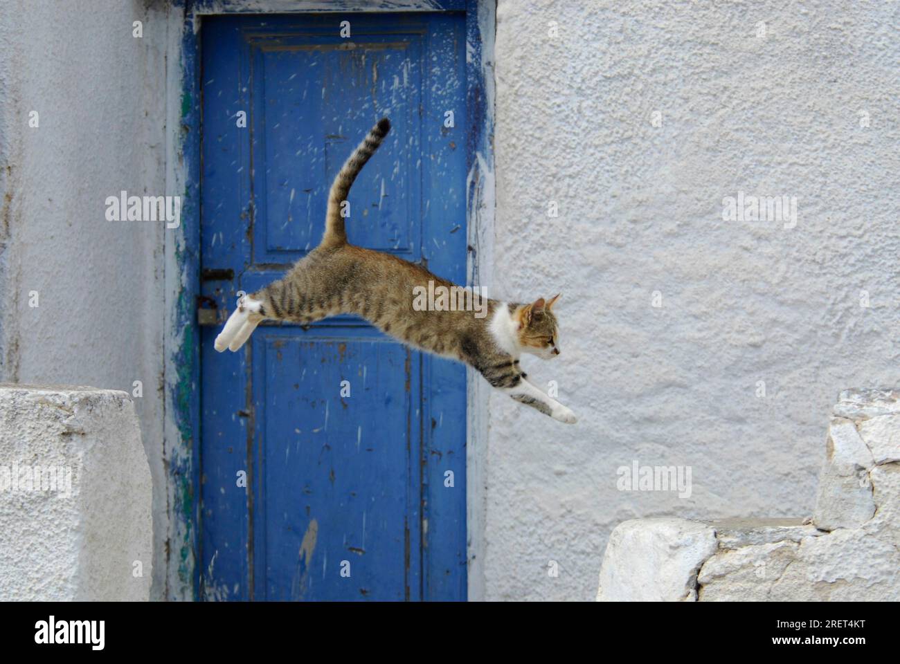 Hauskatze springt vor einer blauen Holztür, Tinos Island, Kykladen, Griechenland, Katze springt vor einer blauen Holztür, Kykladen Stockfoto