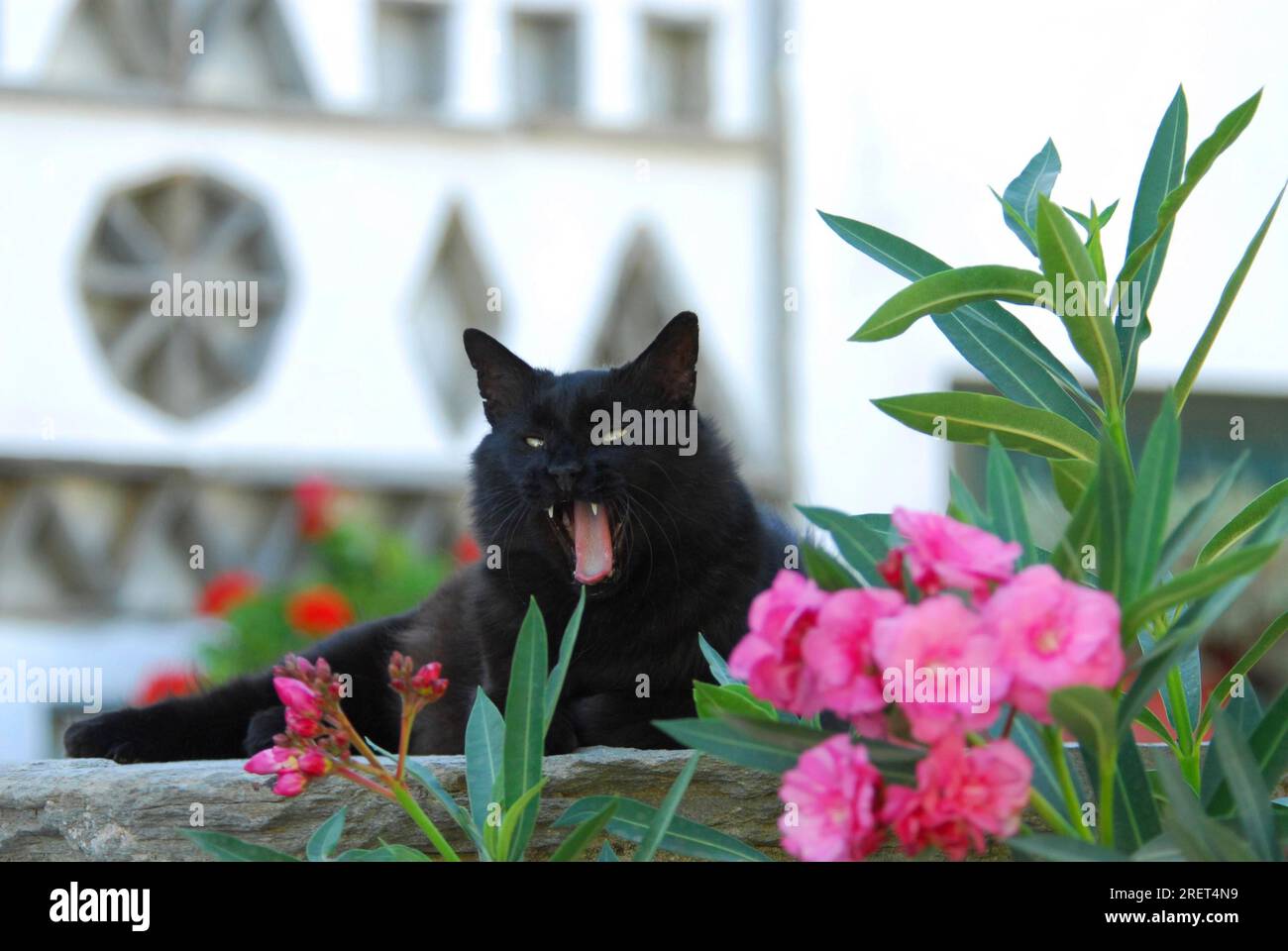 Schwarze Hauskatze, die hinter Oleander- und Gähnen-Blüten an der Wand sitzt, Tinos-Insel, Kykladen, Griechenland, schwarze Katze, Er sitzt an einer Wand dahinter Stockfoto