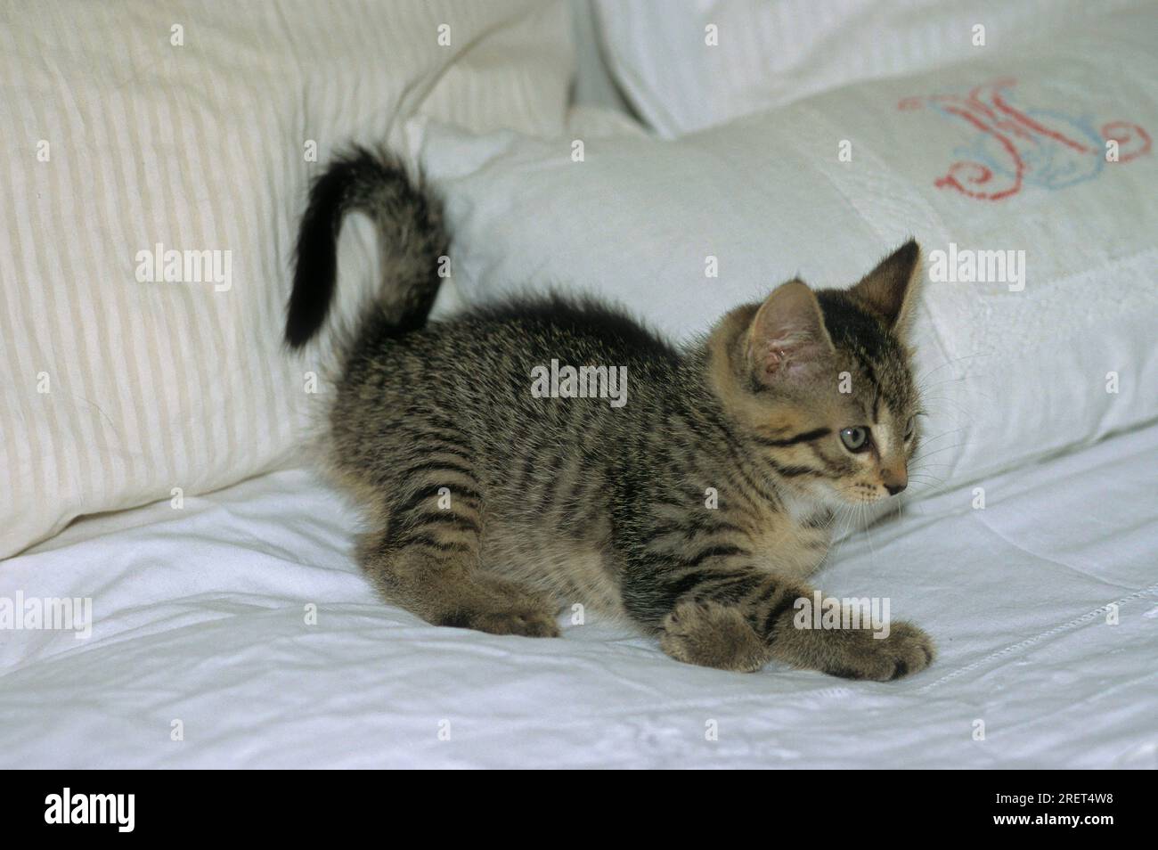 8 Wochen Alte Katze Größe 8 wochen altes baby -Fotos und -Bildmaterial in hoher Auflösung – Alamy