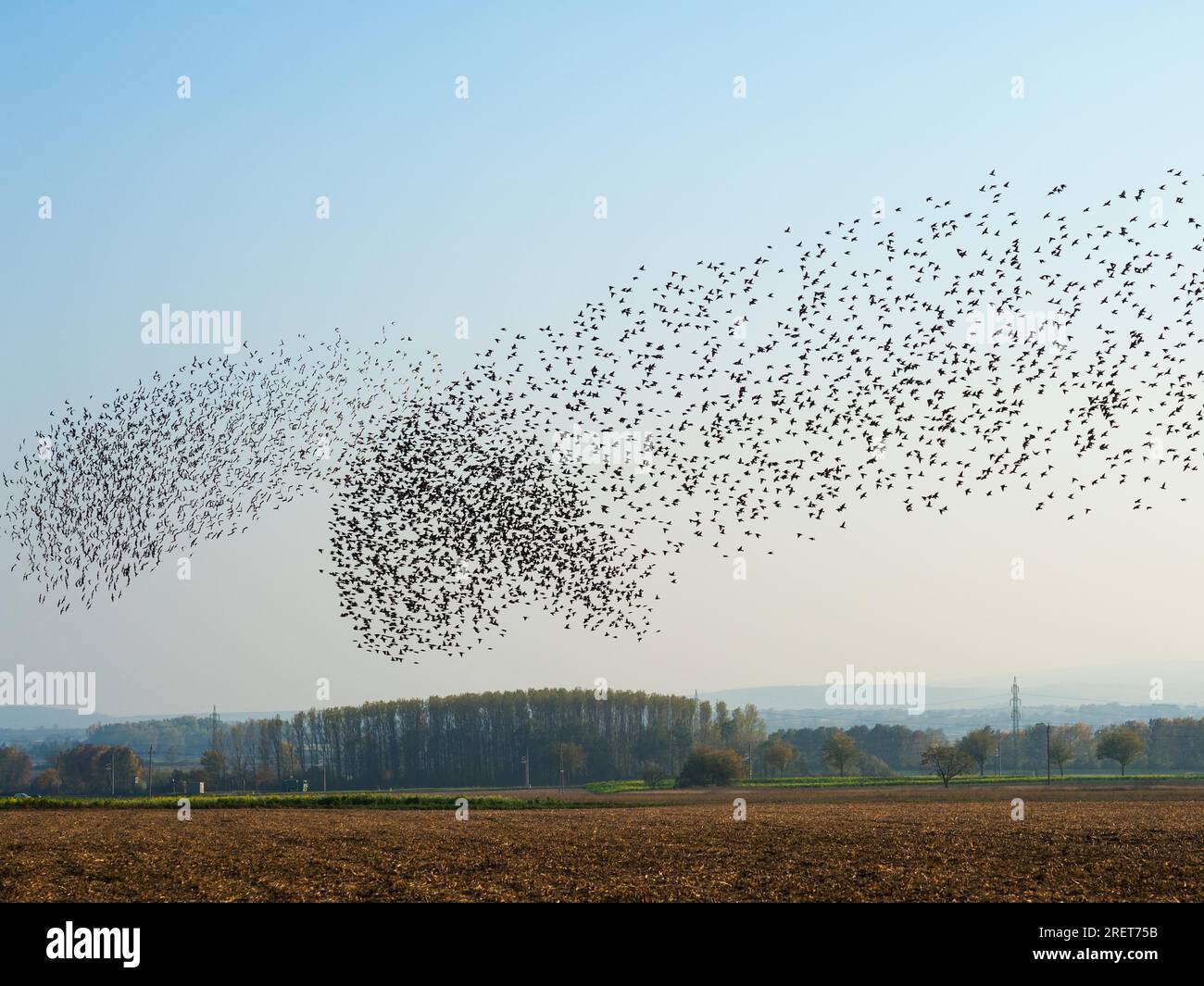 Vogelschwarm Stare im Flug ueber den Felder Stockfoto