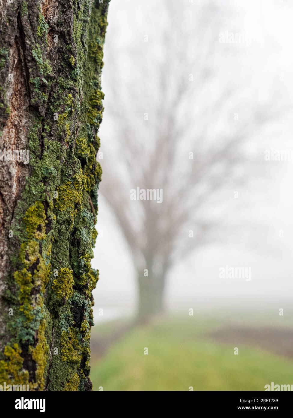 Rinde und Baum im Nebel im November Stockfoto