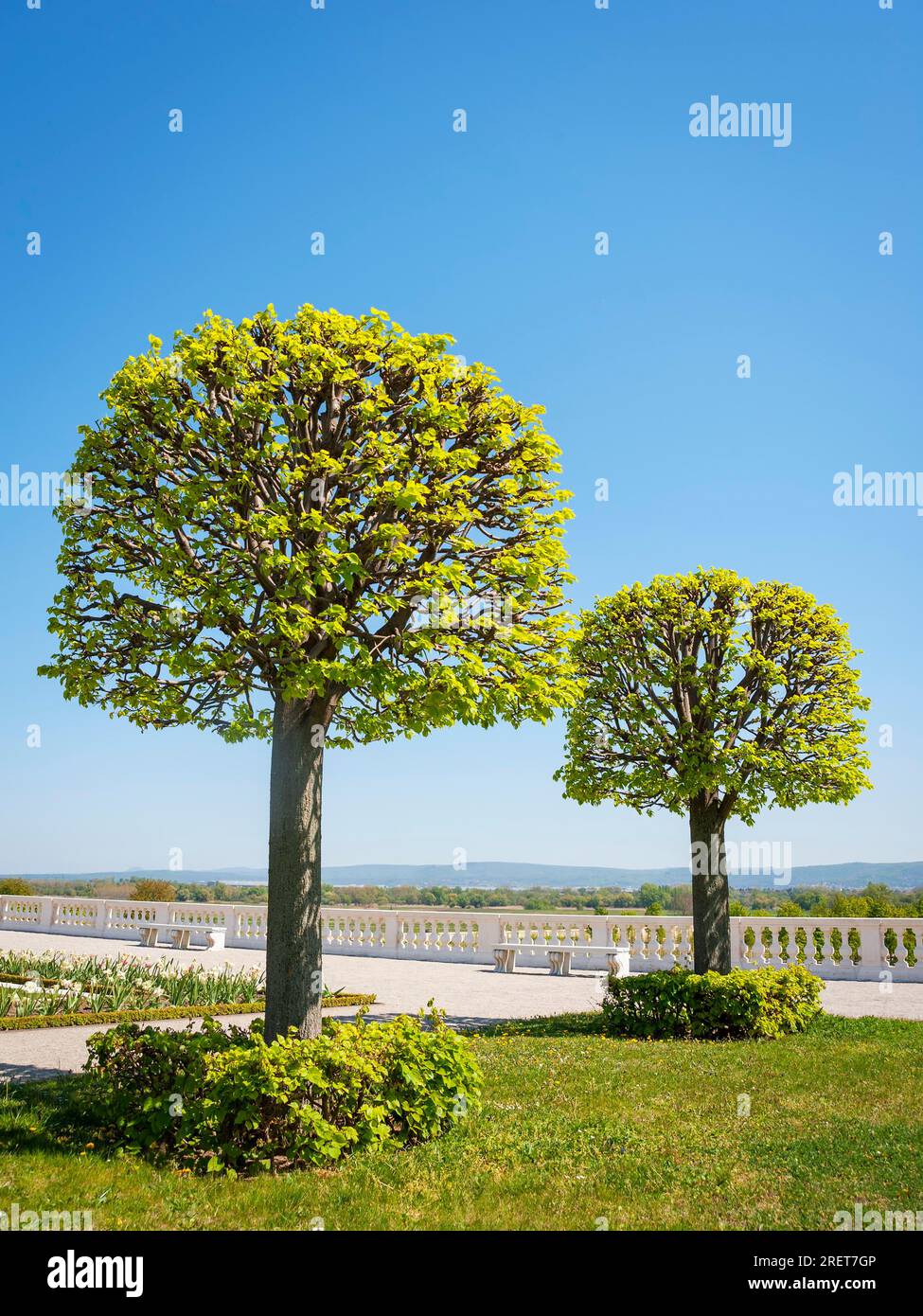 Bäume in guter Form an einem Garten Stockfoto