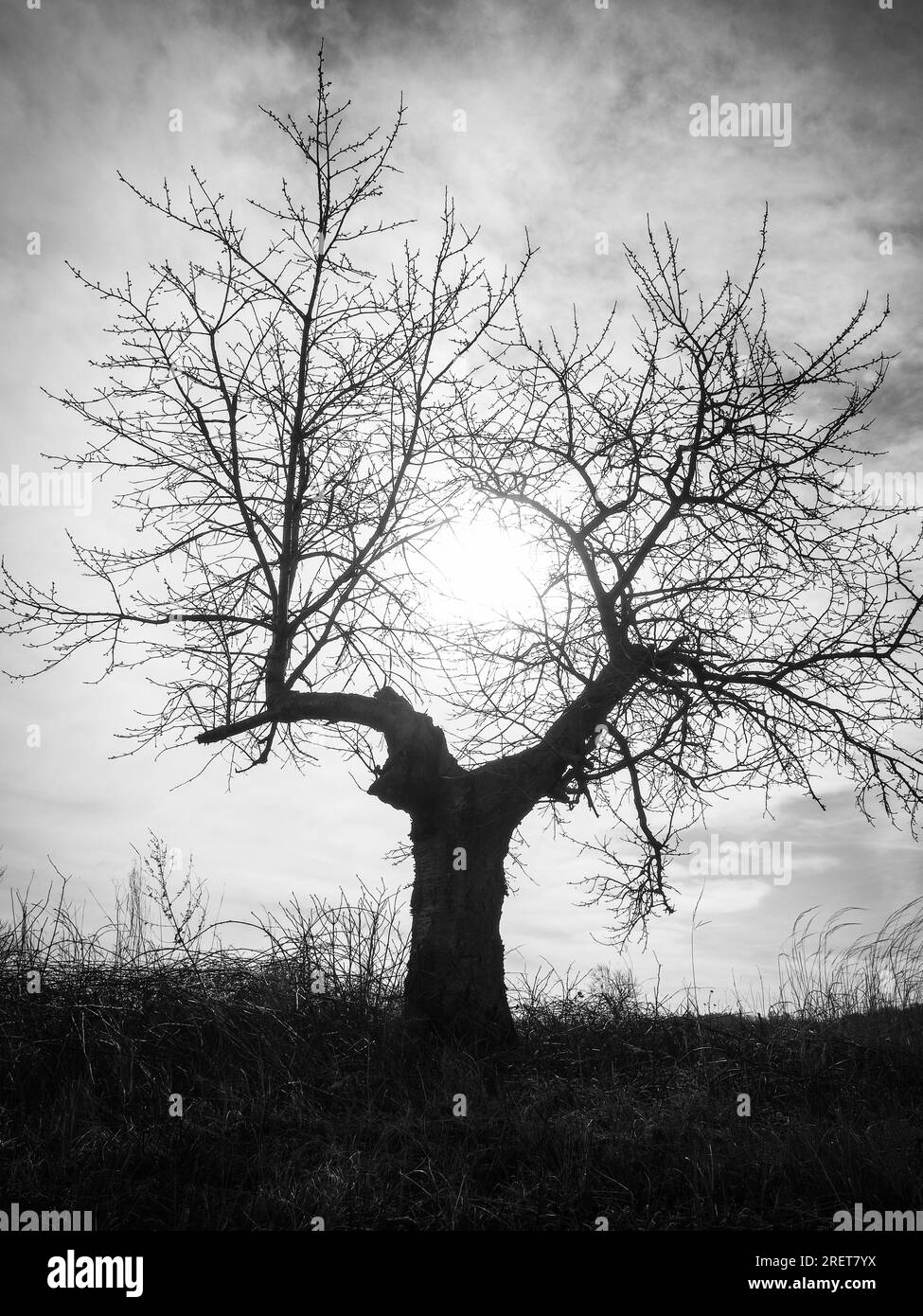 Schwarz-weißer Baum in einem Weinberg im burgenland Stockfoto