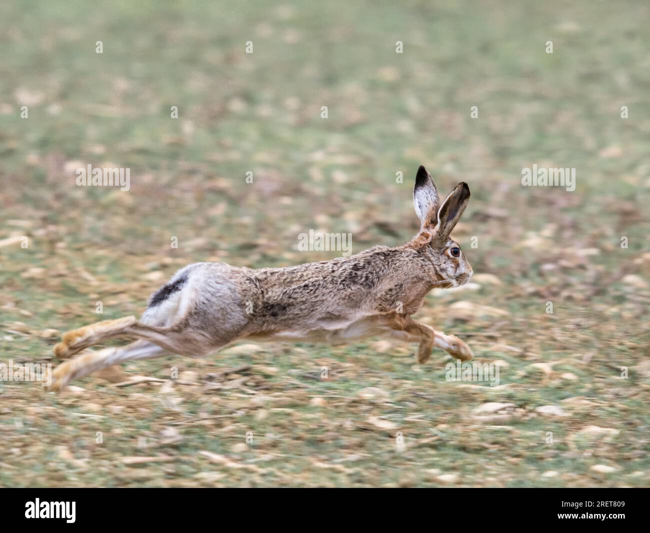 Hae Flucht in wilder Rasse über die Felder Stockfoto