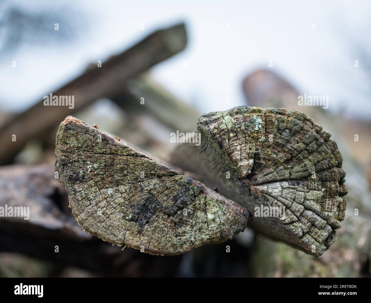 Struktur von geschnittenen Holzstämmen mit verschwommener Wirkung Stockfoto