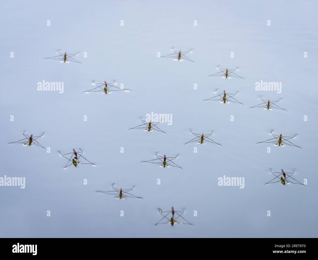 Gruppe von Wasserstreifern auf einem See Stockfoto