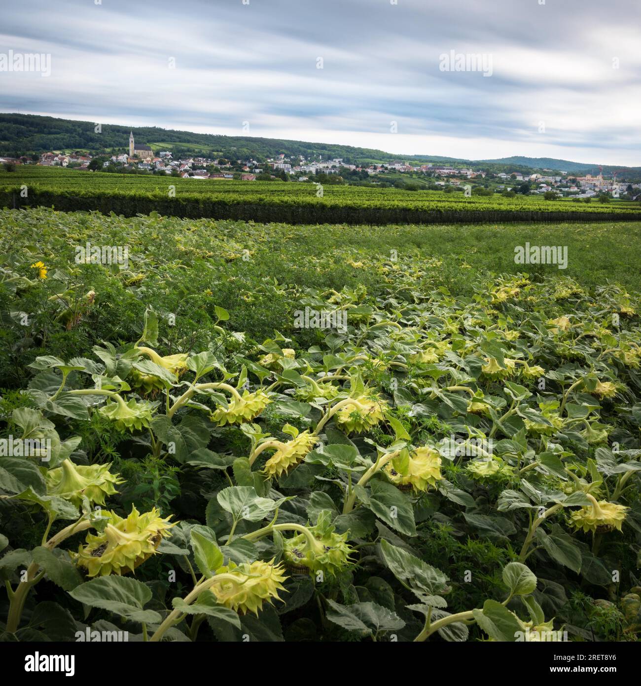 Moody Wetter auf den Feldern rund um das Dorf Kleinhoeflein im Burgenland Stockfoto
