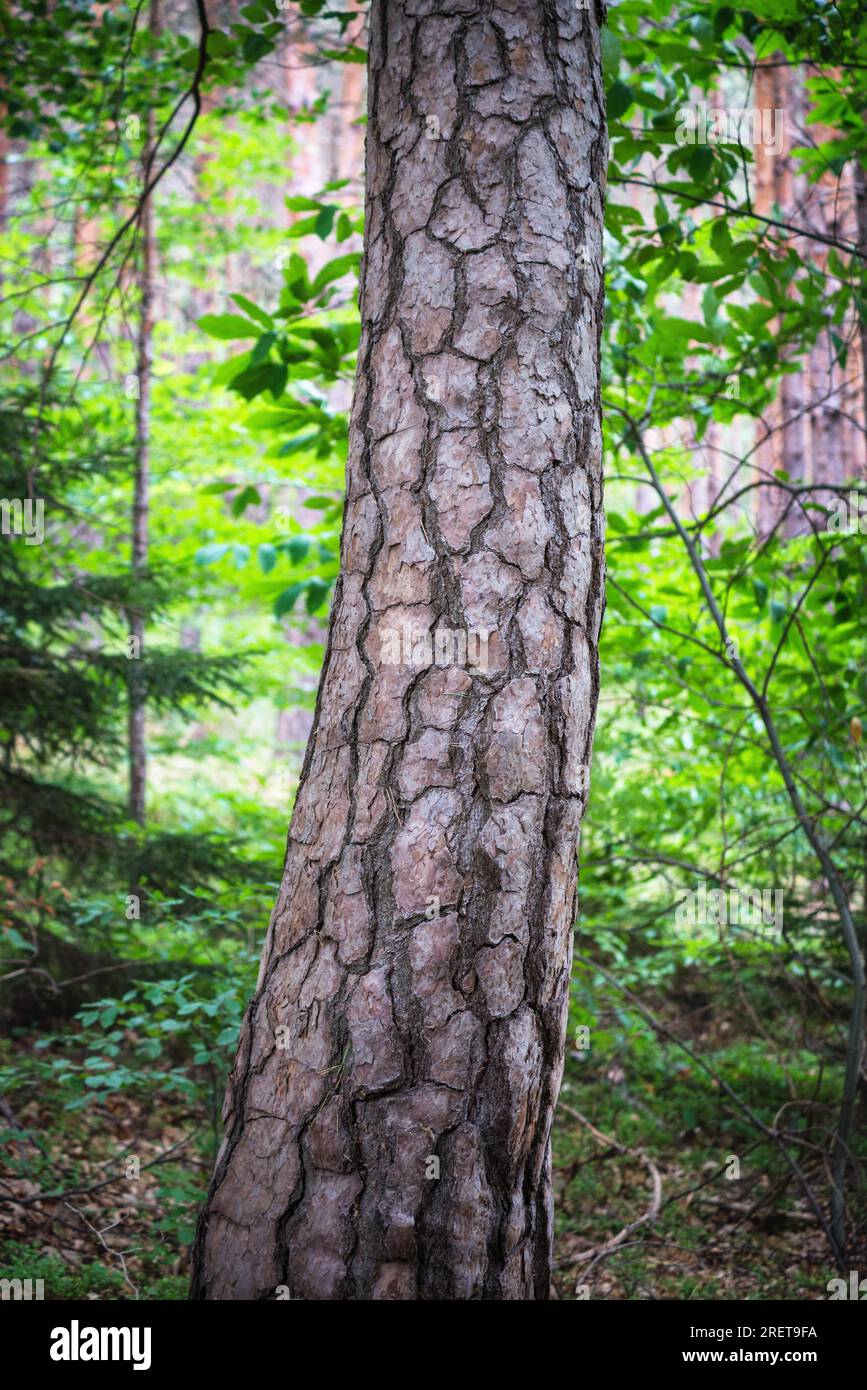 Konsistenz einer Rinde eines Baumes Stockfoto