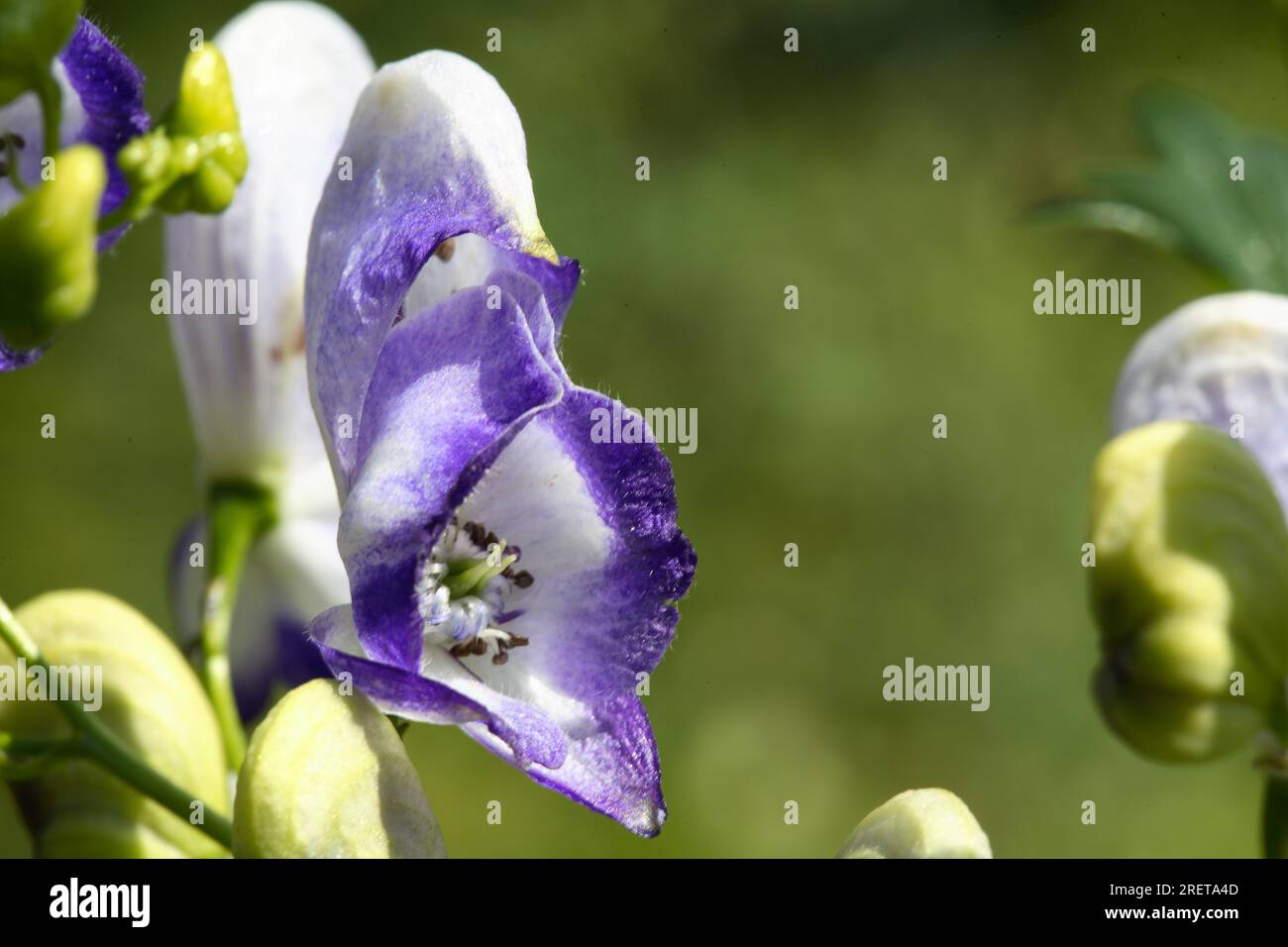 (Aconitum) x cammarum 'Bicolor' -Gartenisenhut Bayerneisenhut Stockfoto