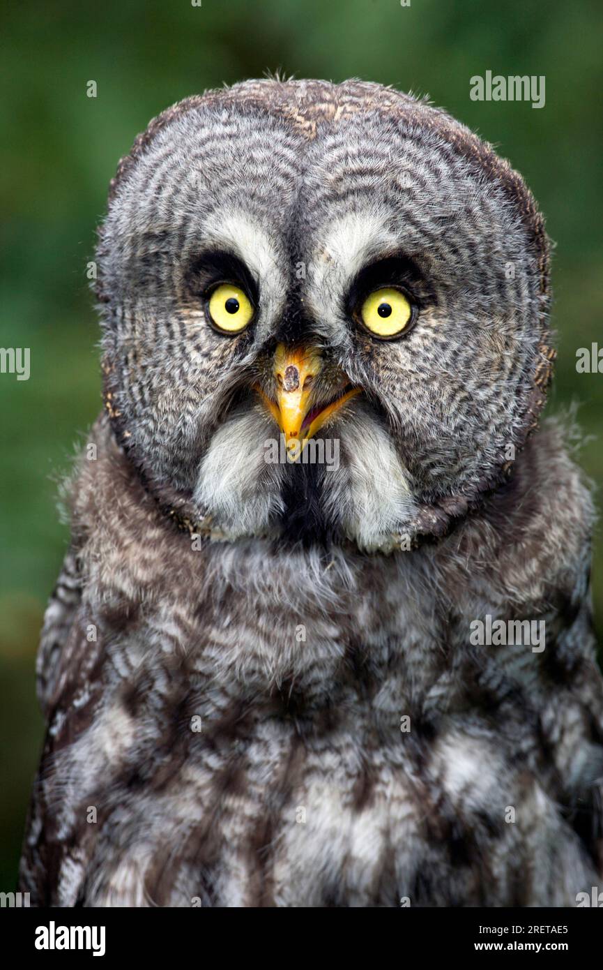 Kleine Eule (Strix nebulosa) Stockfoto