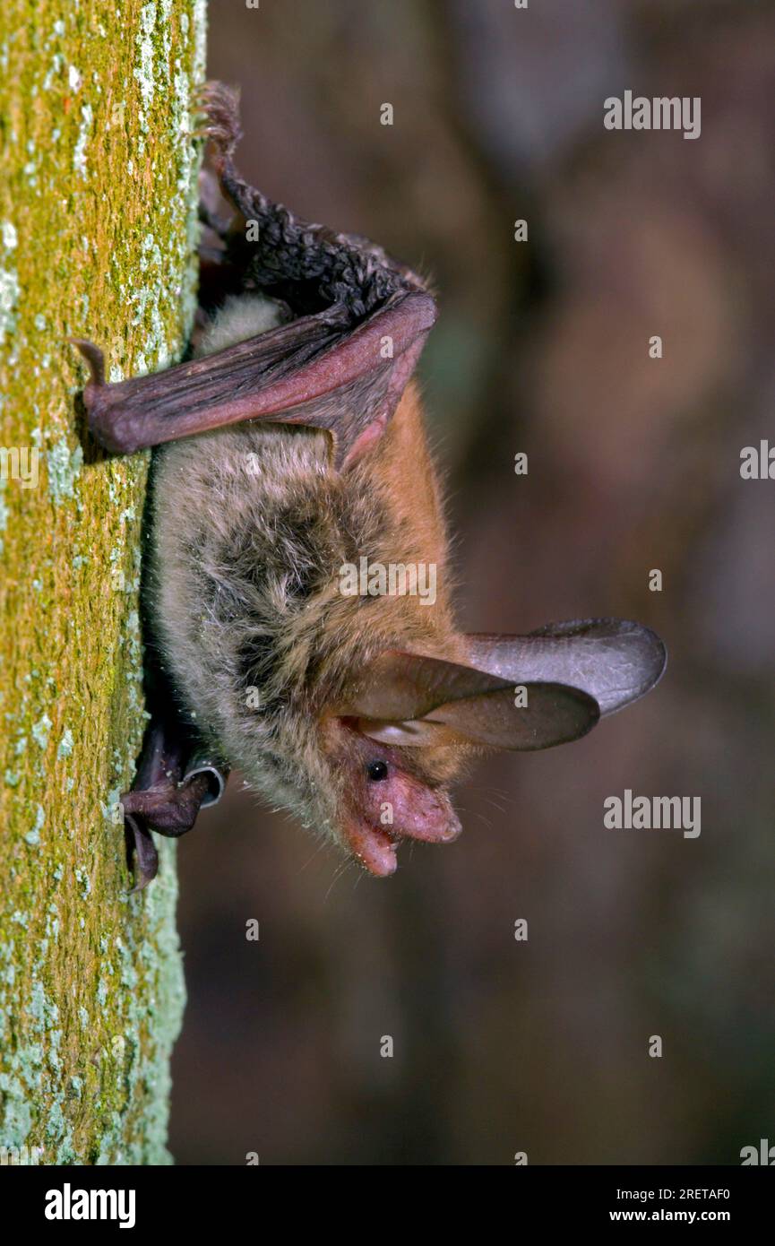 Bechstein's bat (Myotis bechsteinii), Deutschland Stockfoto