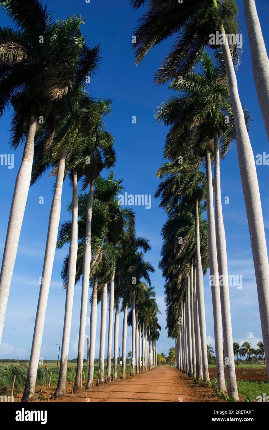 Kubanische königliche Palmen (Roystonea regia) in der Nähe von Cardenas, Kuba Stockfoto
