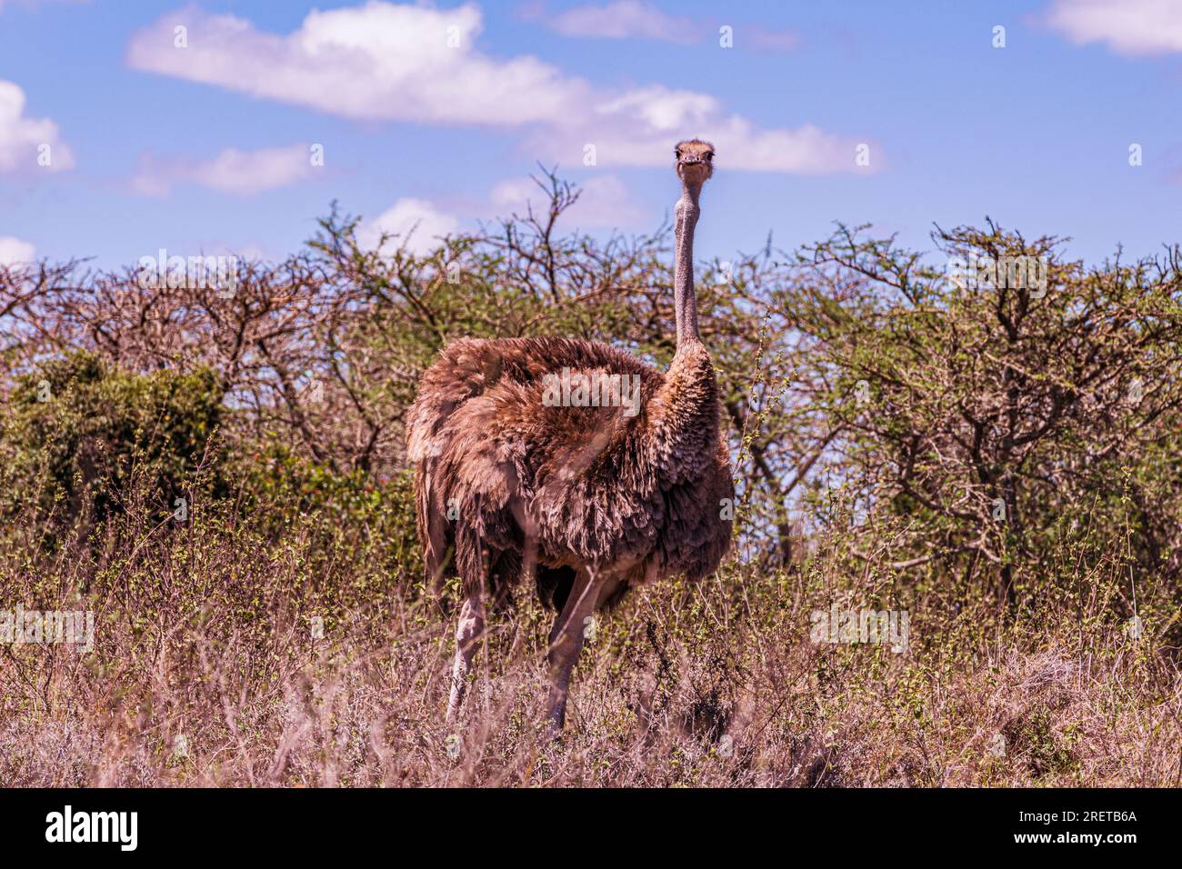 Der Strauß, oder einfach Strauß, ist eine flugunfähige Vogelart, die in bestimmten großen Gebieten Afrikas beheimatet ist. Sie ist eine von zwei erhaltenen Arten der ost Stockfoto