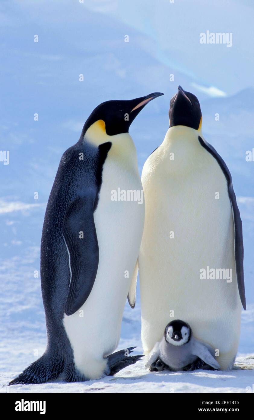 Kaiserpinguine (Aptenodytes forerivas), paarweise mit Küken, Dawson Lambton Glacier, Antarktis Stockfoto