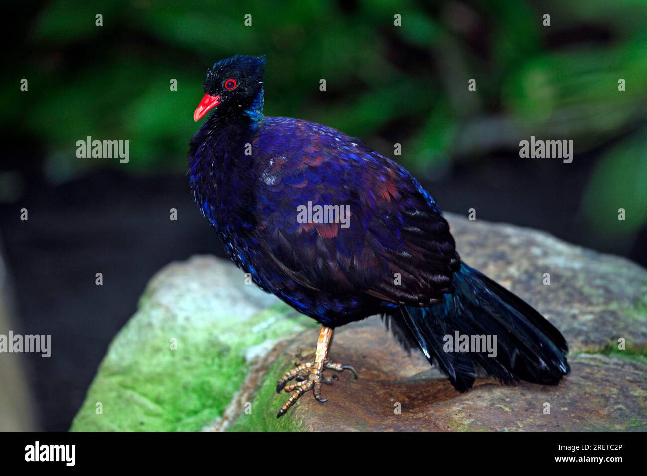 Bronzefasierte Fasanttaube (Otidiphaps nobilis), seitlich Stockfoto