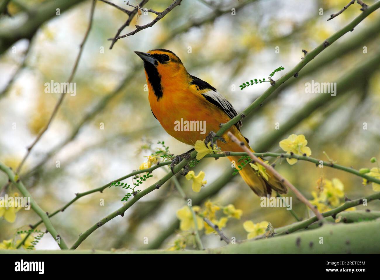 Oriole mit Kapuze, Männlich, Sonora Desert, Arizona, USA (Icterus cucullatus) Stockfoto