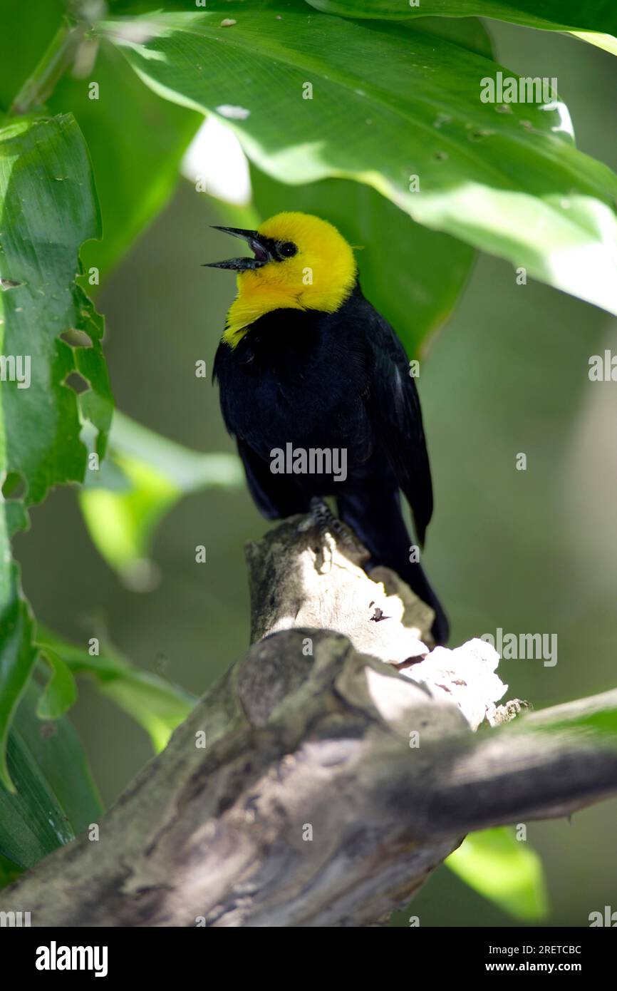 Gelbkopf-Amboss (Xanthocephalus xanthocephalus), männlich Stockfoto