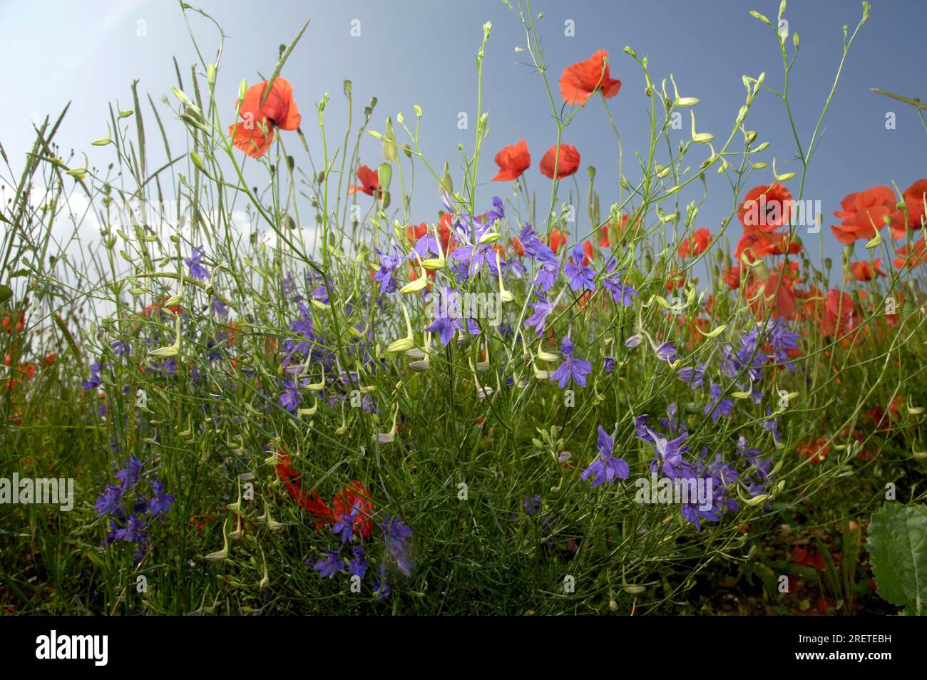 Delphinium ajacis (Papaver rhoeas) (Consolida ambigua) (Delphinium ajacis) (Consolida ambigua) (Delphinium ajacis) (Delphinium ajacis) (Delphinium Stockfoto