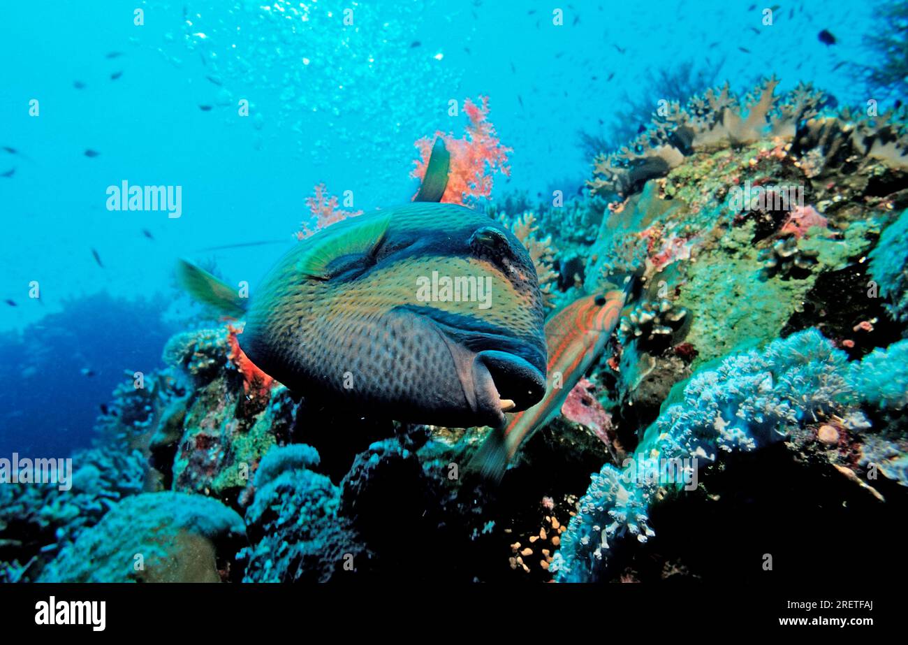 Titan triggerfish (Balistoides viridescens), Titan triggerfish, Ägypten Stockfoto