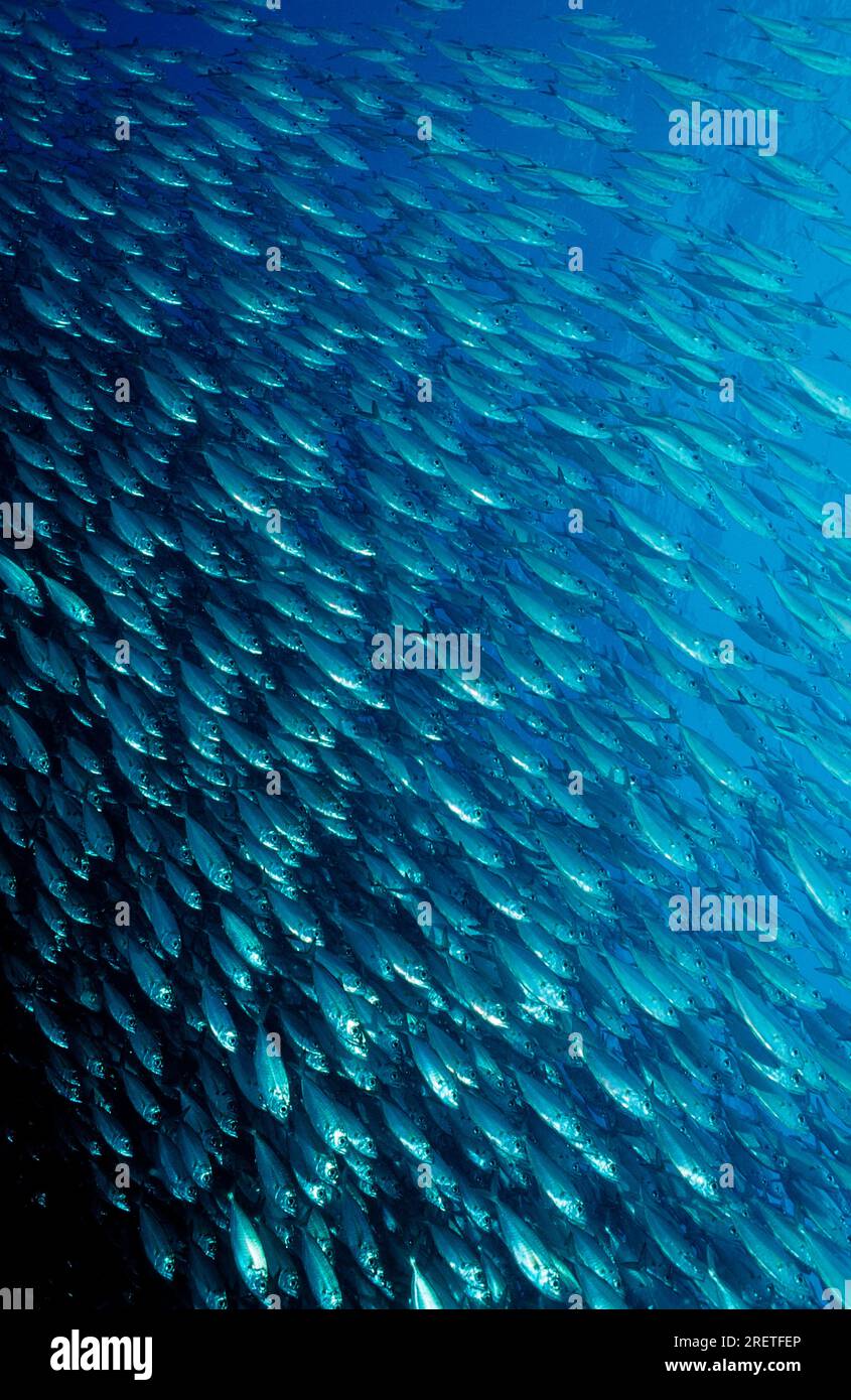 Pacific Chub Mackerel, Sea of Cortez, Lower California, Mexiko (Macarela estornino), Baja California Stockfoto