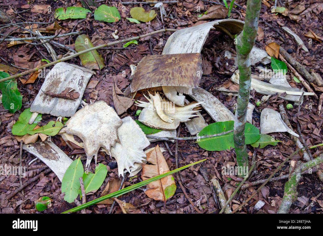 Die Schildkröte ist von jaguar angegriffen Tortuguero Costa Rica Stockfoto