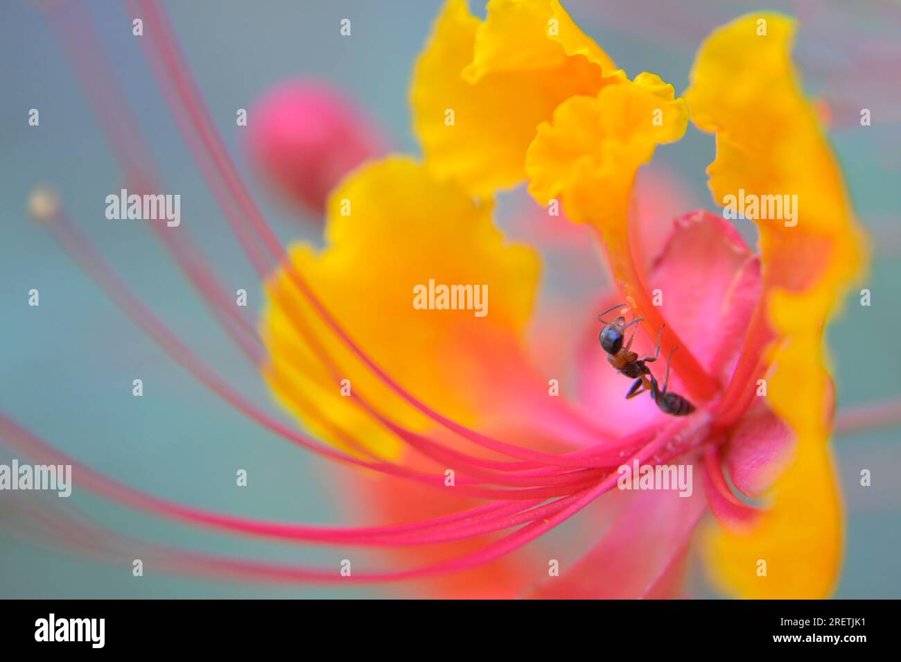 Ameise in einer Pfauenblume (Caesalpinia pulcherrima), Galveston, Texas, USA. Stockfoto
