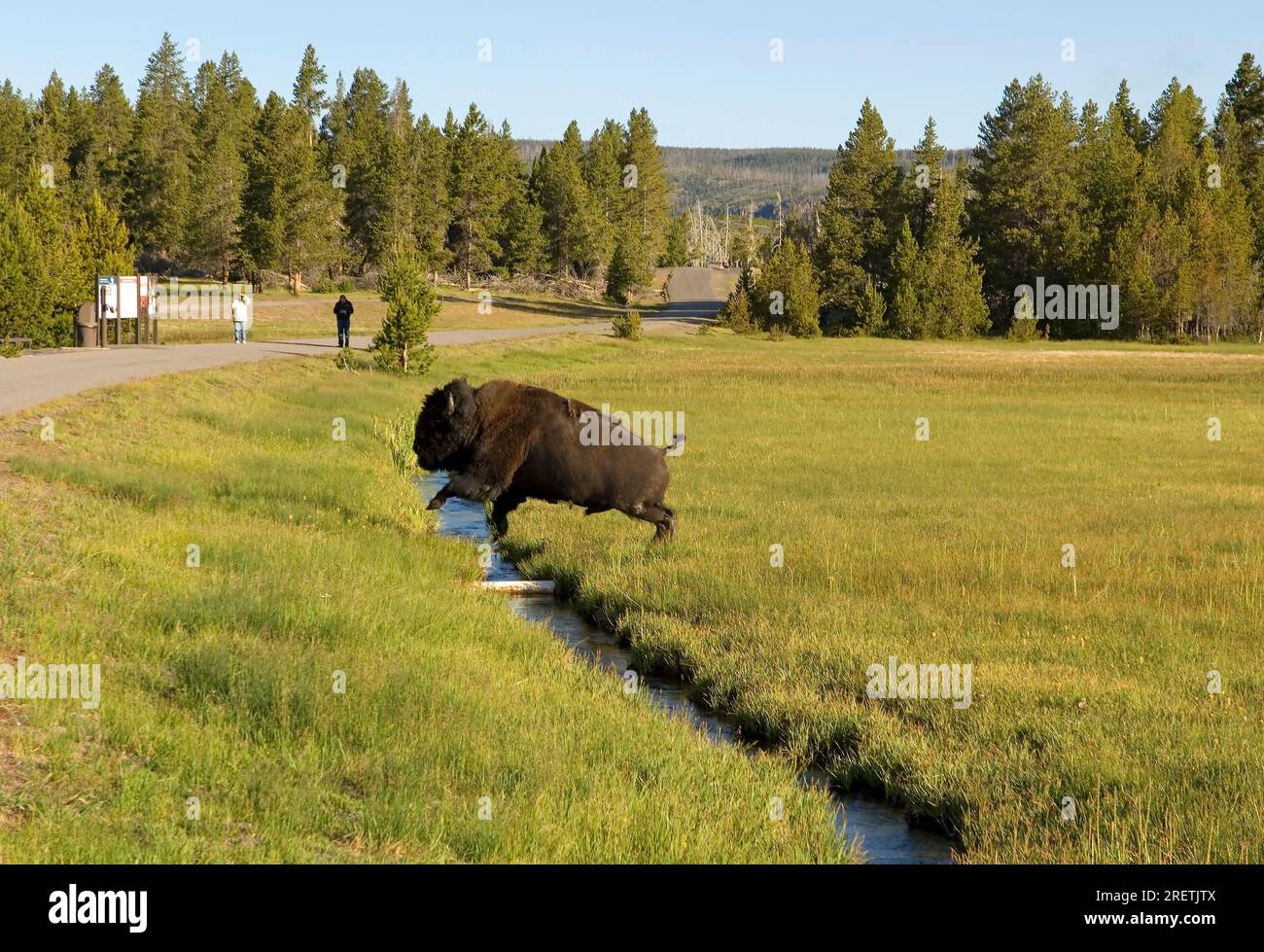 Buffalo im Yellowstone-Nationalpark, Wyoming, USA Stockfoto