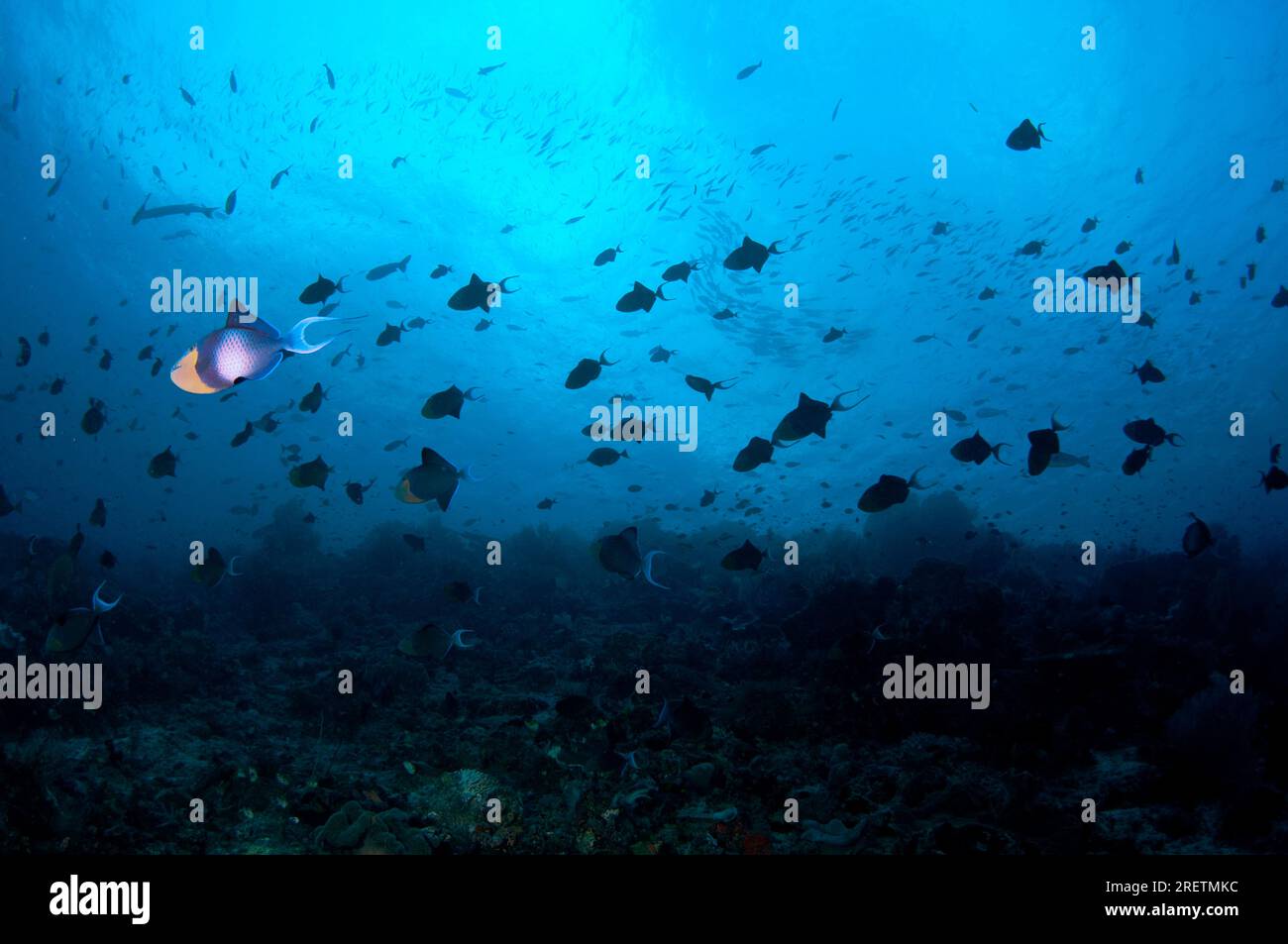 Redtooth Triggerfish, Odonos niger, Schule gegen das Riff, Kap Risikoklassifizierung, Dampier Strait, Raja Ampat, West Papua, Indonesien Stockfoto