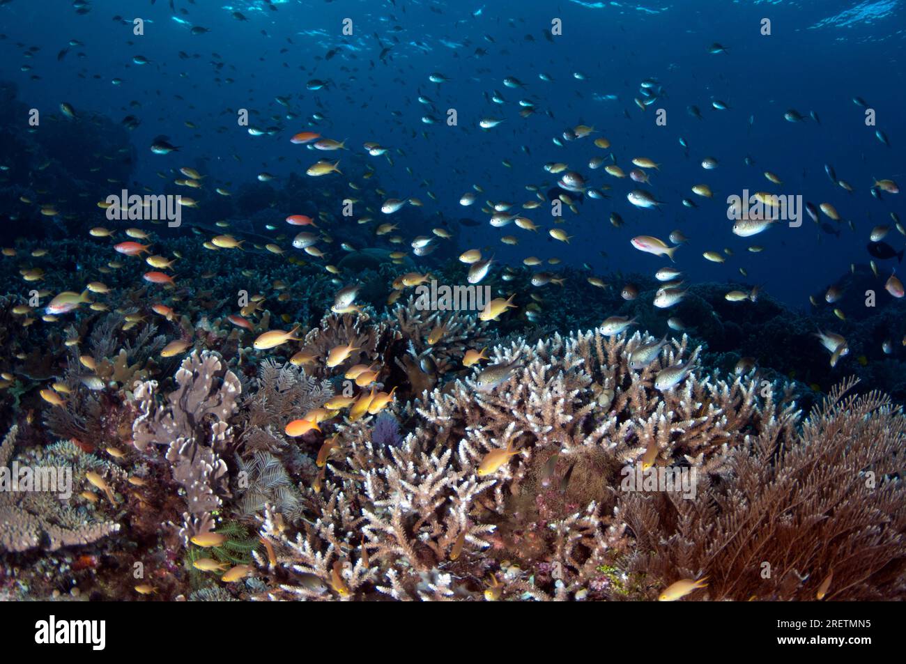 Malerischer Blick auf Fische und Korallen am Riff, Tauchplatz am Kap Risikokapital, Dampier Strait, Raja Ampat, West Papua, Indonesien Stockfoto