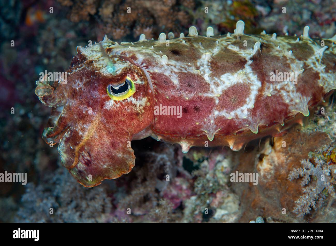 Needle Cuttlefish, Sepia aculeata, Mioskon Dive Site, Dampier Strait, Raja Ampat, West Papua, Indonesien Stockfoto