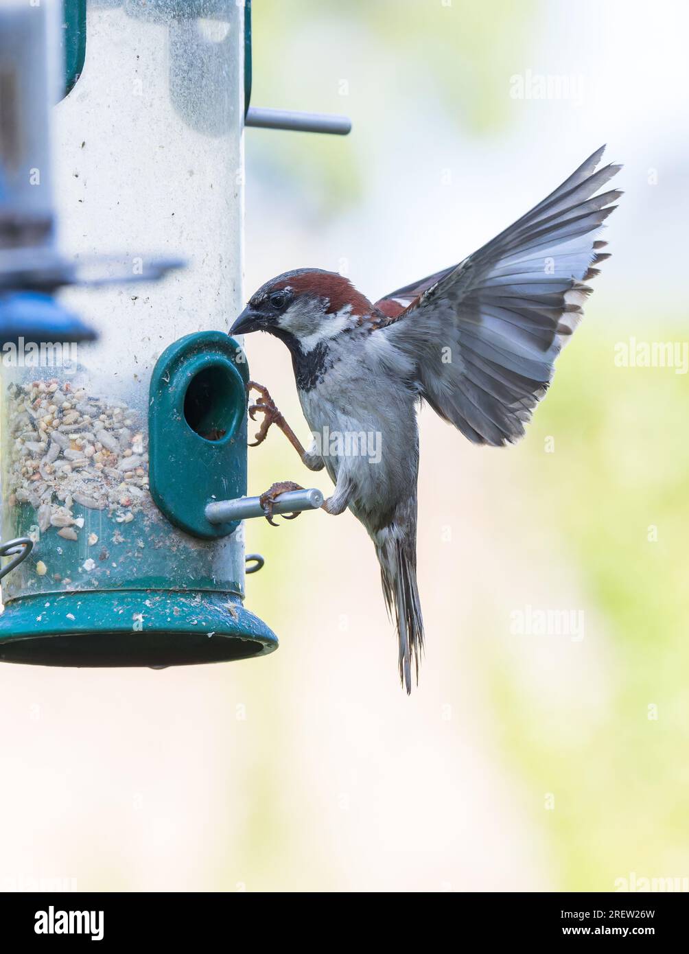 House Sparrow (Passer domesticus) Männlicher Vogel landet auf einer Gartensaatfütterung Stockfoto
