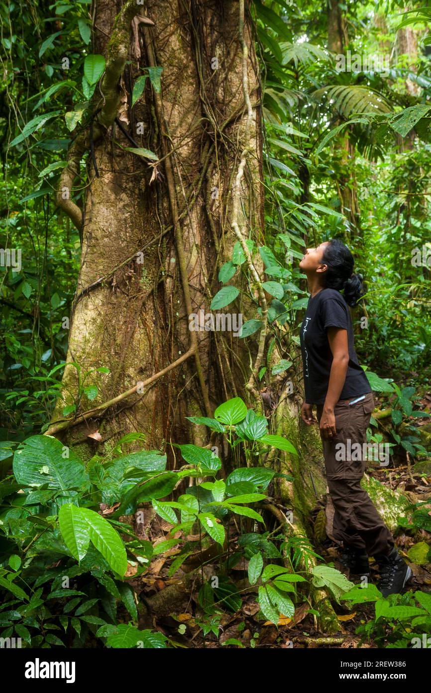 Outdoor Fotograf Zizza Gordon und großen Baum im Regenwald von Portobelo Nationalpark, entlang der überwucherten Camino Real Trail, Republik Panama Stockfoto