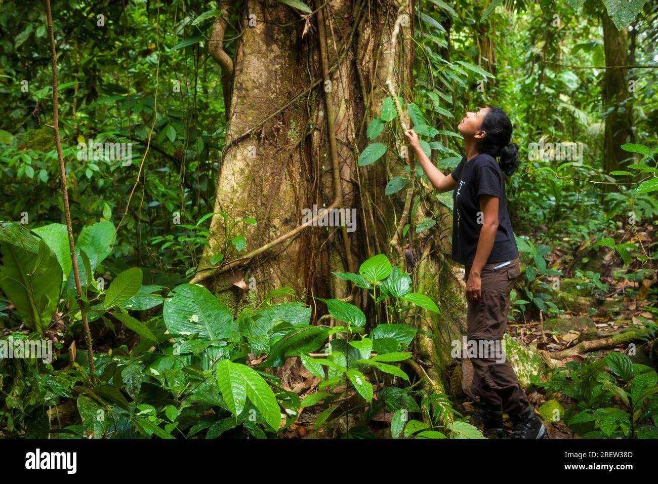 Outdoor Fotograf Zizza Gordon und großen Baum im Regenwald von Portobelo Nationalpark, entlang der überwucherten Camino Real Trail, Republik Panama Stockfoto