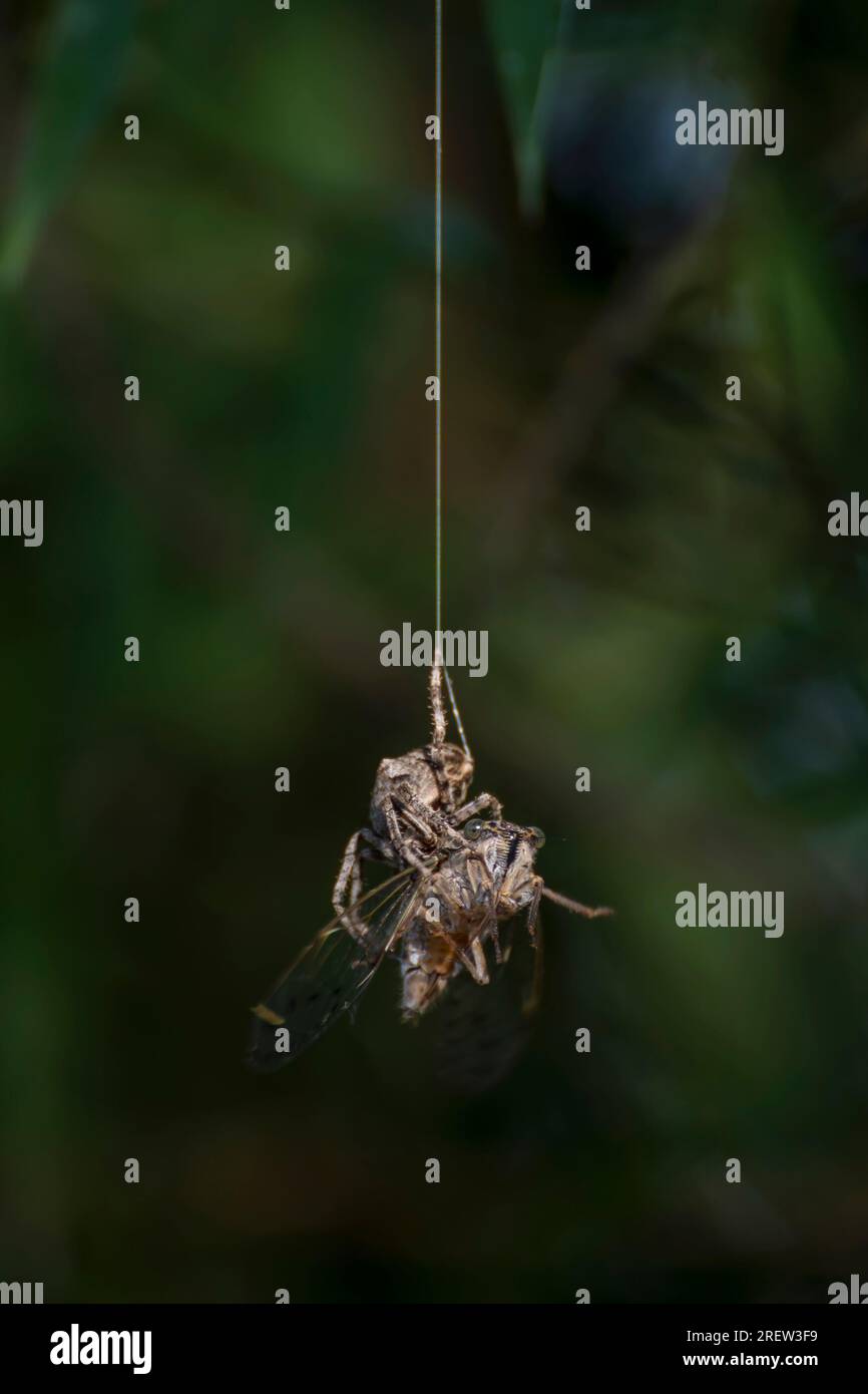 Eine Zikada fällt in die Falle einer Spinne und wird gefangen genommen Stockfoto
